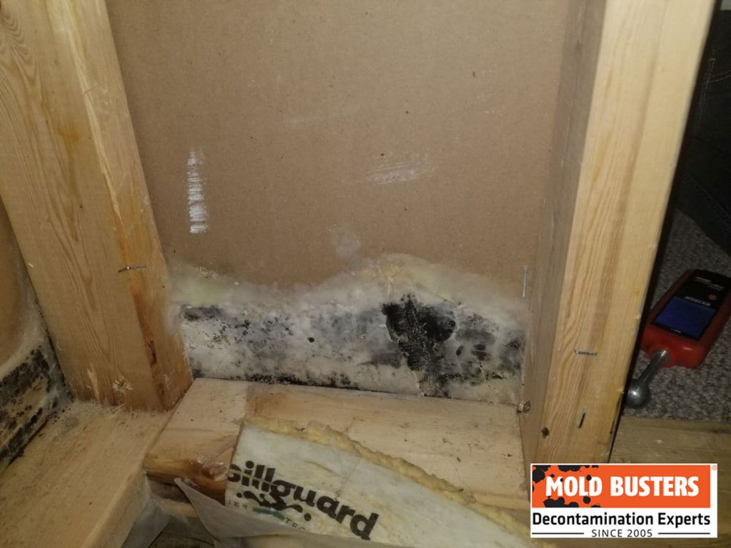 Mold in Closet How to Prevent and Get Rid of Mold in Closets