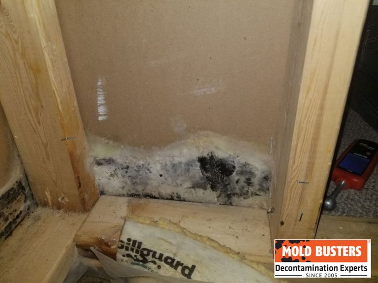 Mold in Closet How to Prevent and Get Rid of Mold in Closets