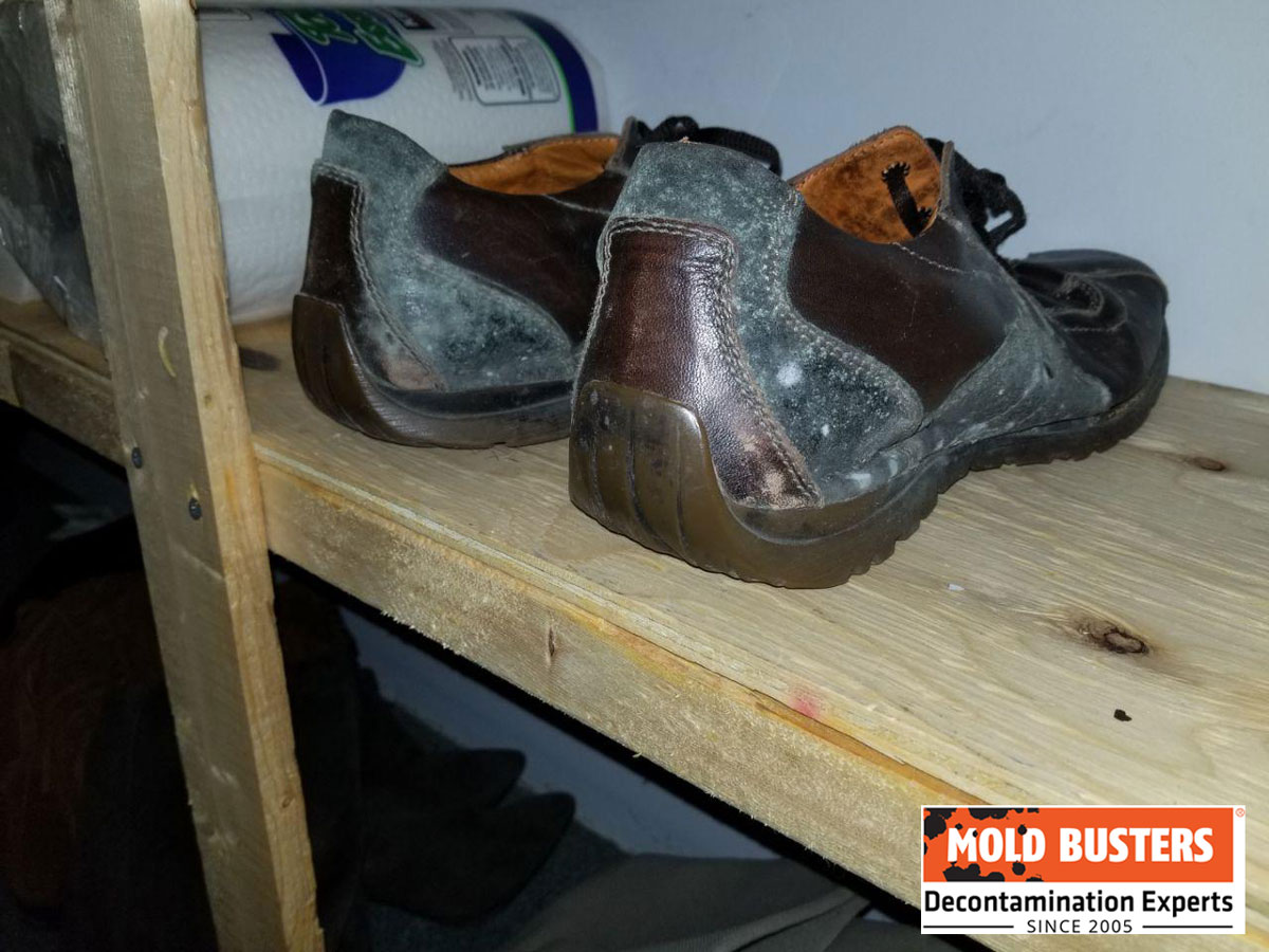 mold on shoes in closet