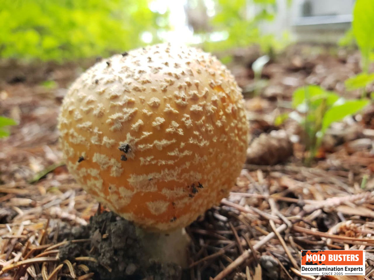 mushroom growth along soil indicates good moisture content from rainfall