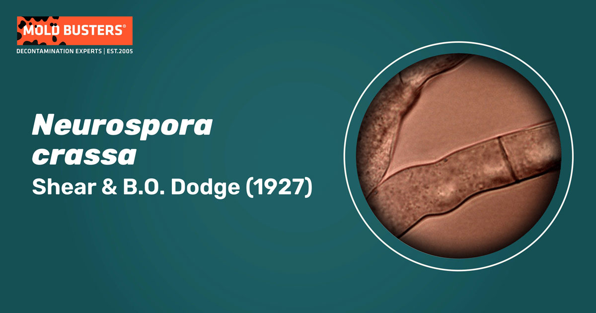 Neurospora crassa Neurospora crassa
