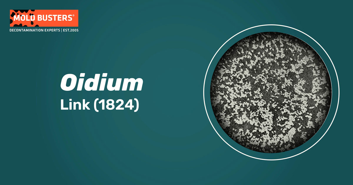 Oidium Oidium