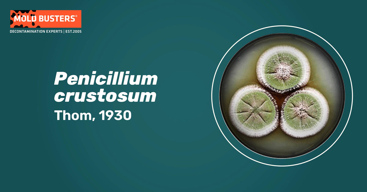 Penicillium crustosum