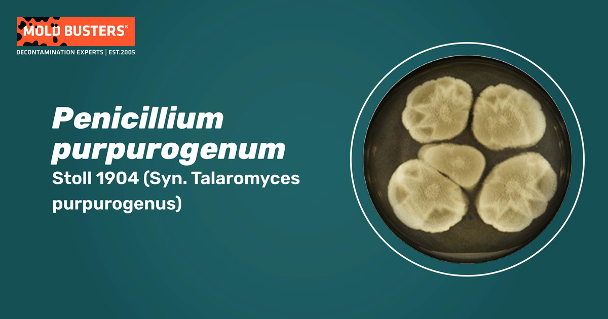 Penicillium purpurogenum Penicillium purpurogenum