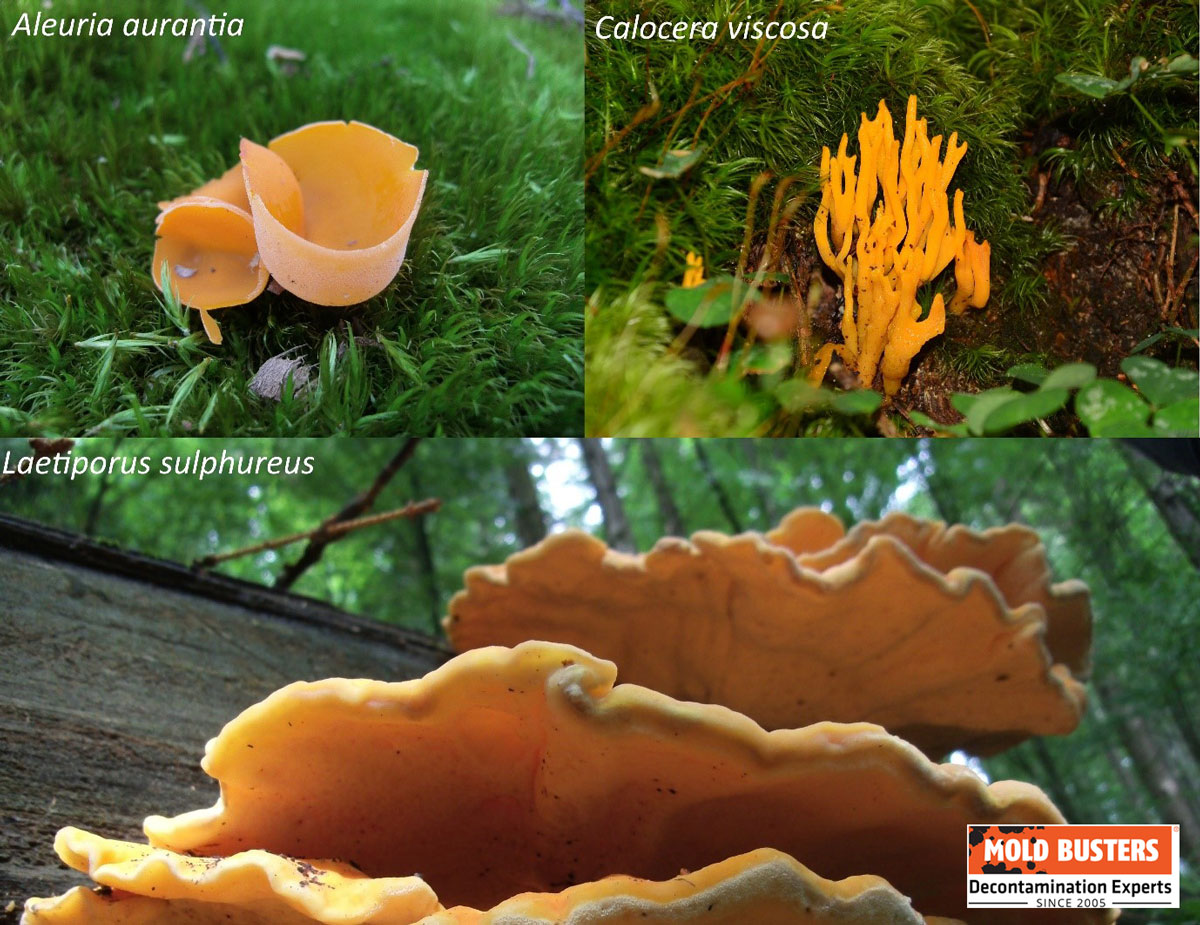 saprophytic orange fungi