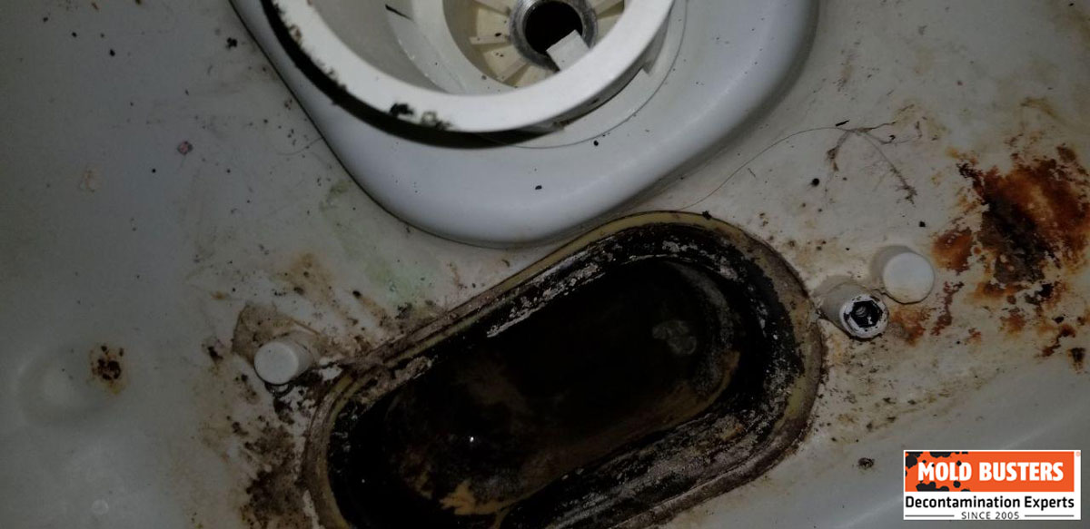 signs of mold in dishwasher