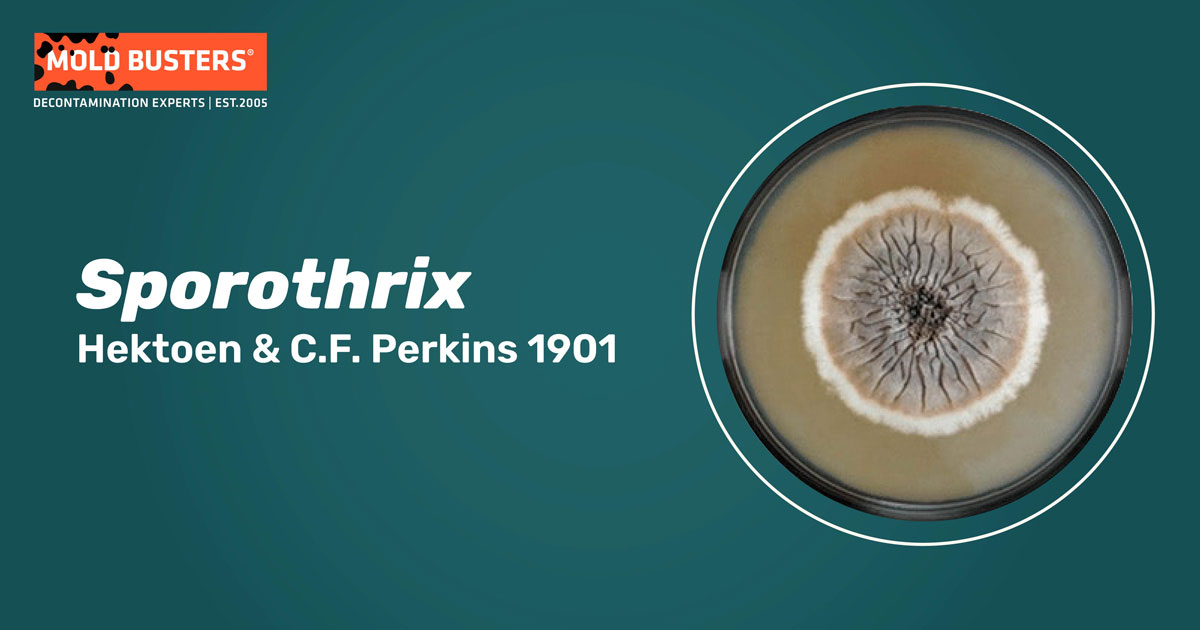 Sporothrix Sporothrix