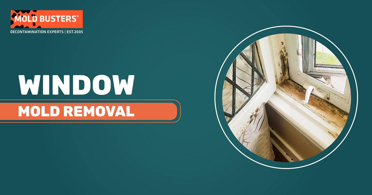 window mold removal service