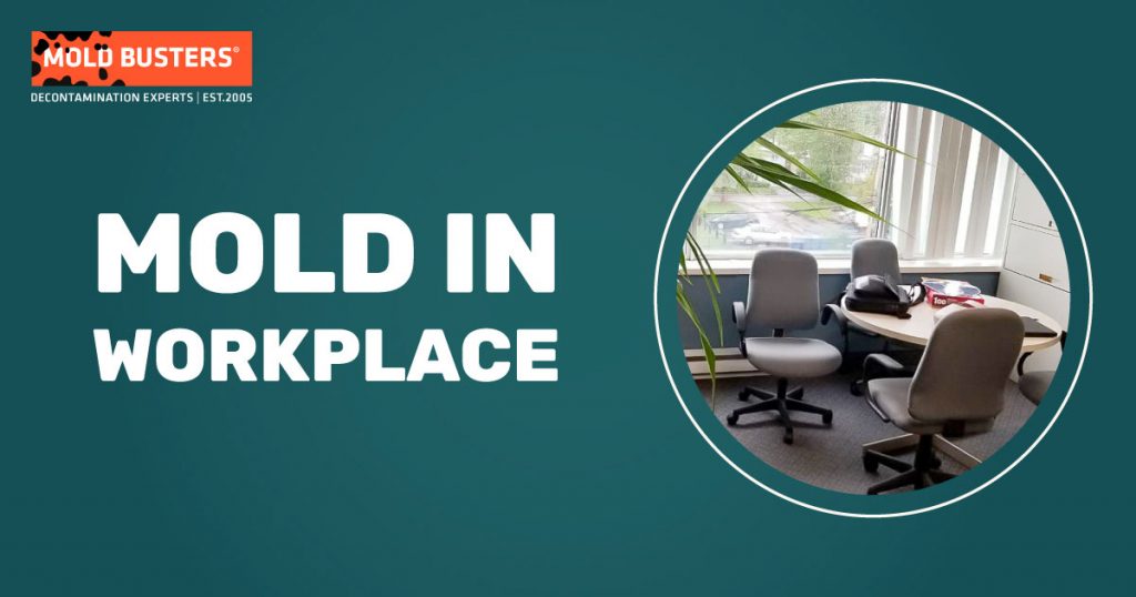 Mold in Workplace What to Do if You Find Mold in Your Workplace