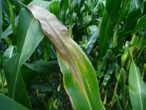 Exserohilum turcicum on leaf Zea mays (corn)