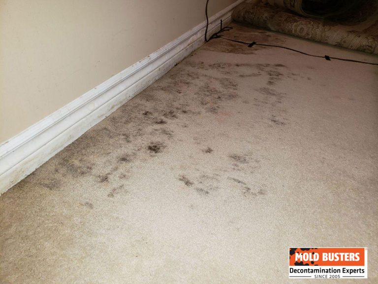 Mold in Carpet Health Risks and Can Old Carpet Make You Sick