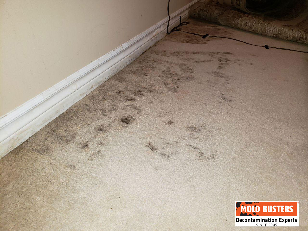 Mold in Carpet - Health Risks and Can Old Carpet Make You Sick