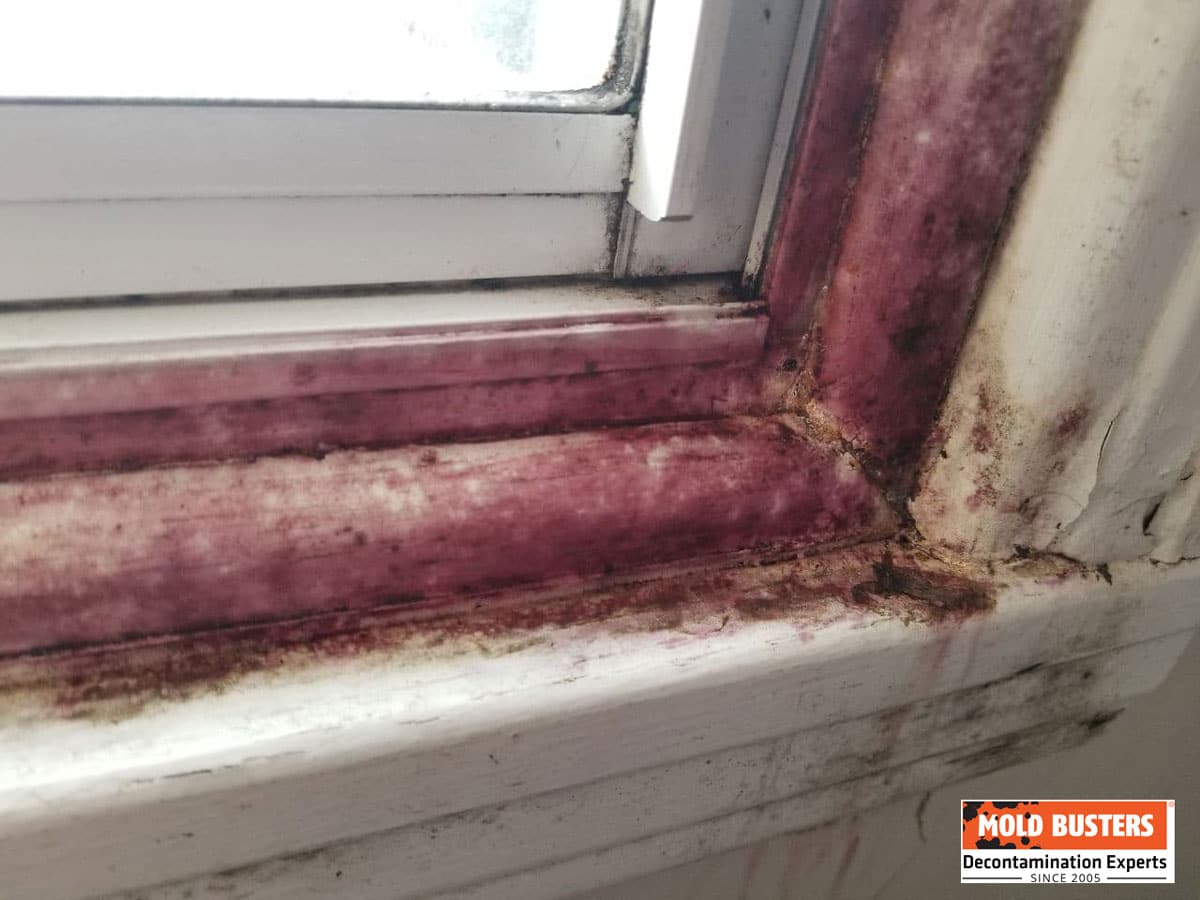 common pink mold grows