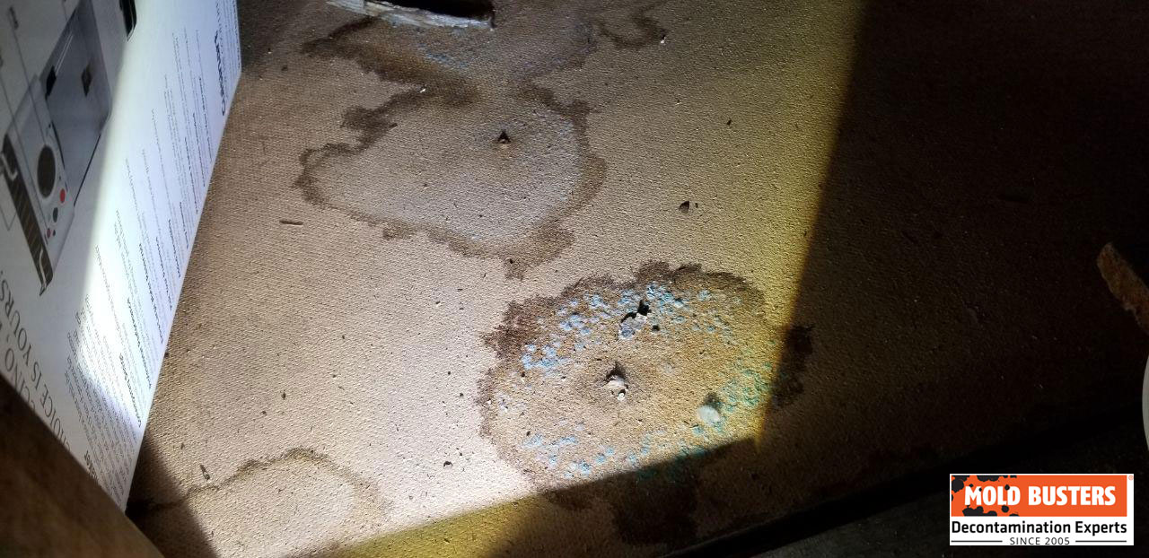 Mold In Carpet Health Risks And Can Old Make You Sick