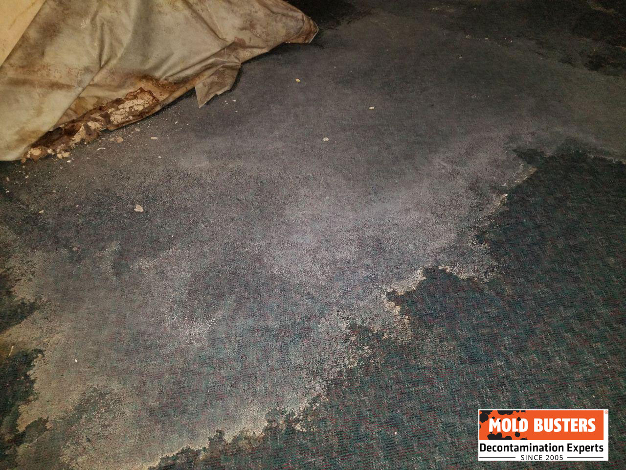 orange mold on carpet