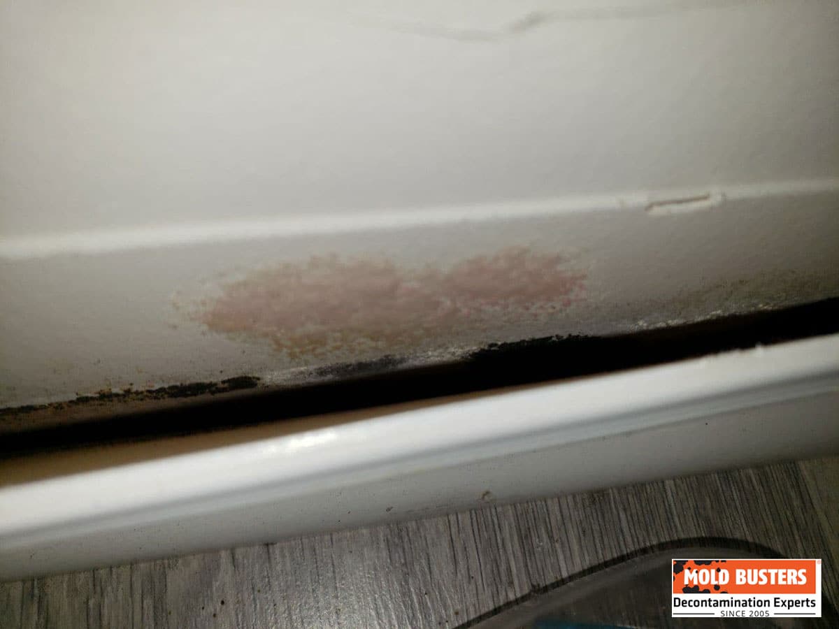 pink mold removal