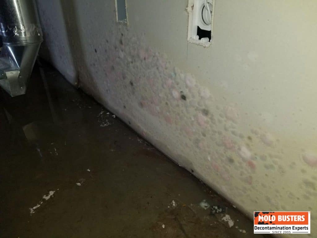 Pink Mold Is it Dangerous and How to Prevent Growth Guide)