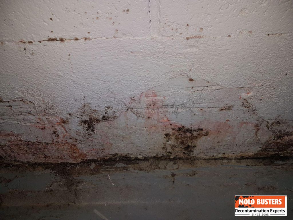 Pink Mold Is it Dangerous and How to Prevent Growth Guide)