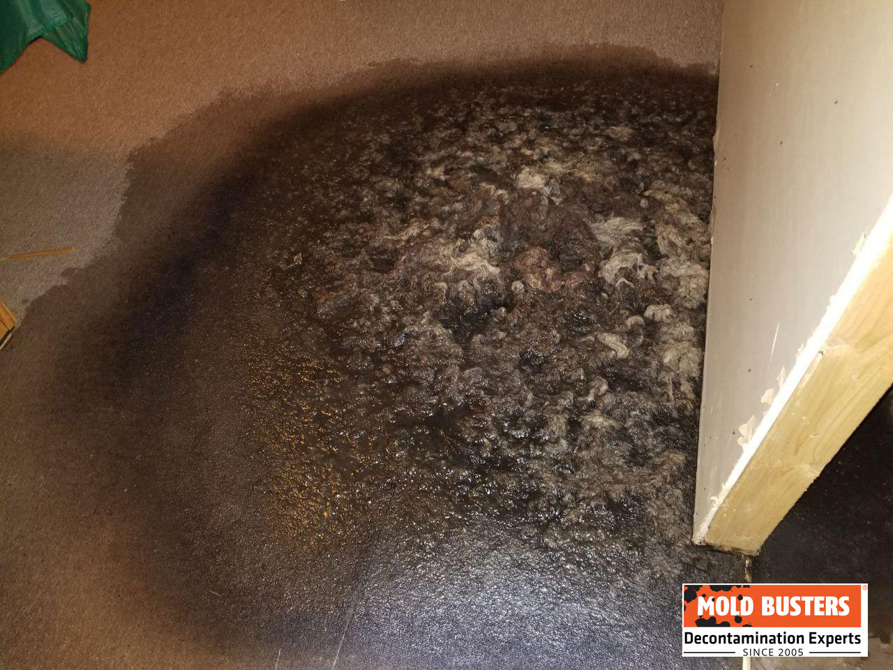 Prevent carpet mold after water damage