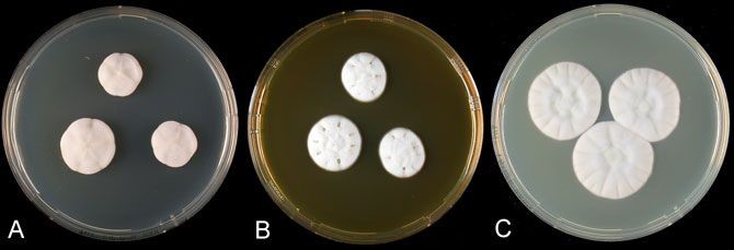 Colonies of Penicillium camemberti