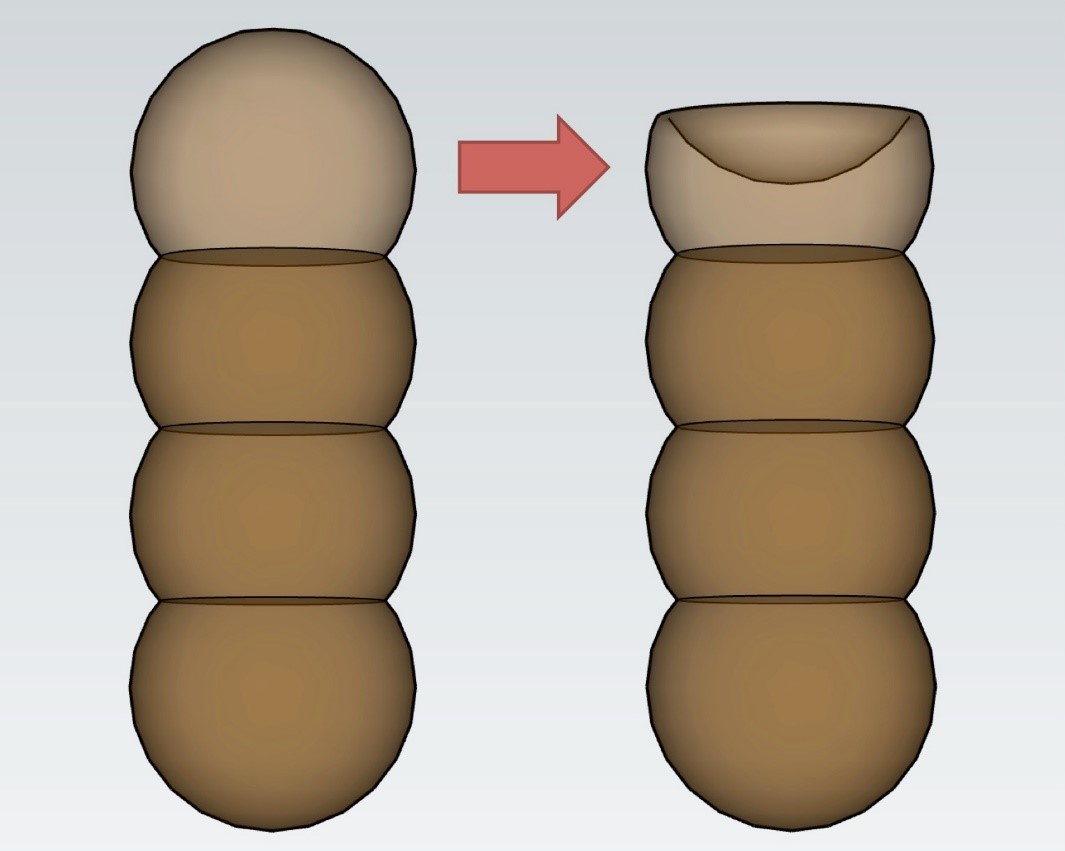 Diagram depicting formation of corona cell in Torula herbarum