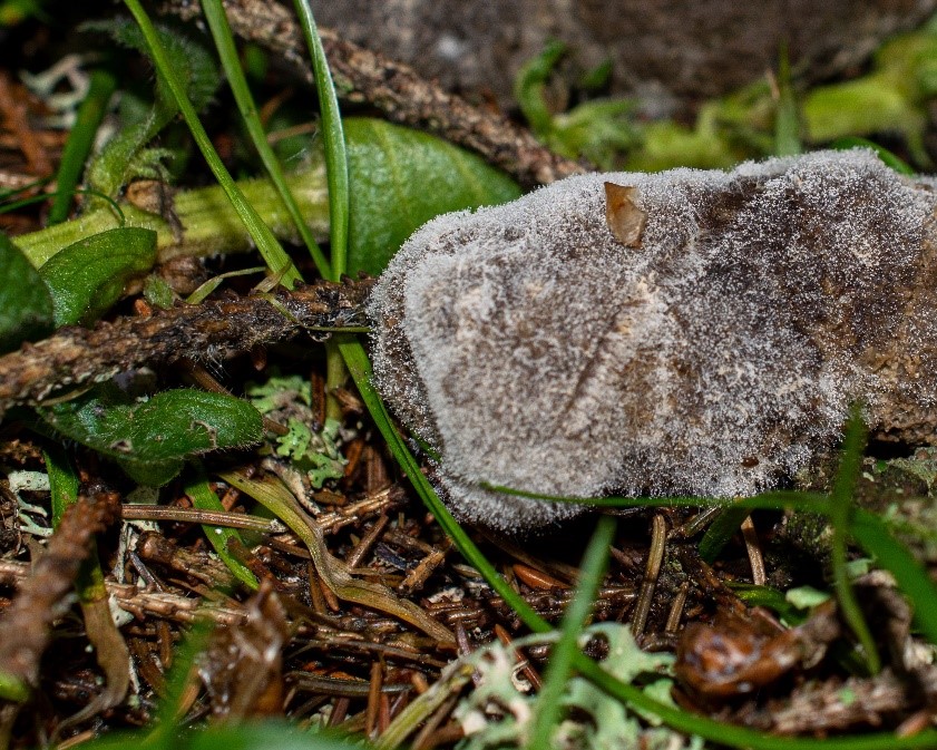 Mucorales fungi on dung