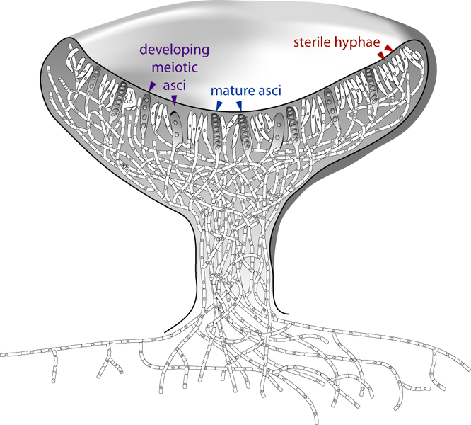 Peziza sp. ascocarp morphology