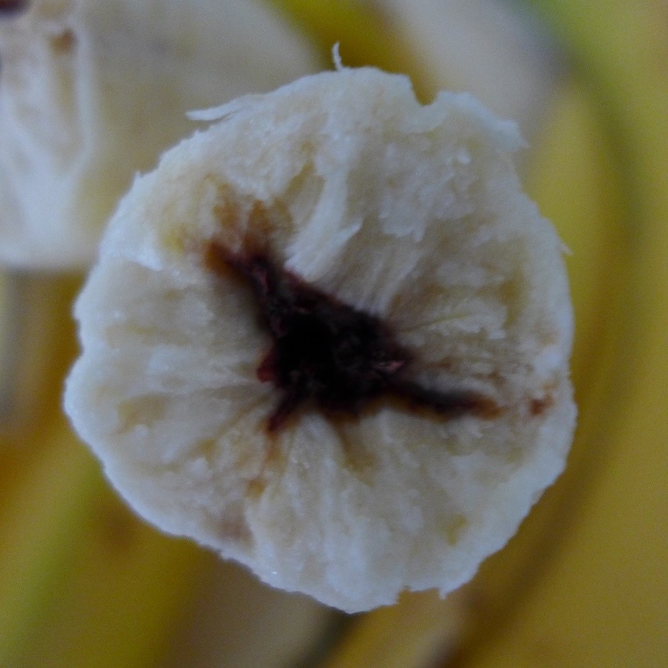 Squirter diseases of banana fruit caused by Nigrospora pathogen