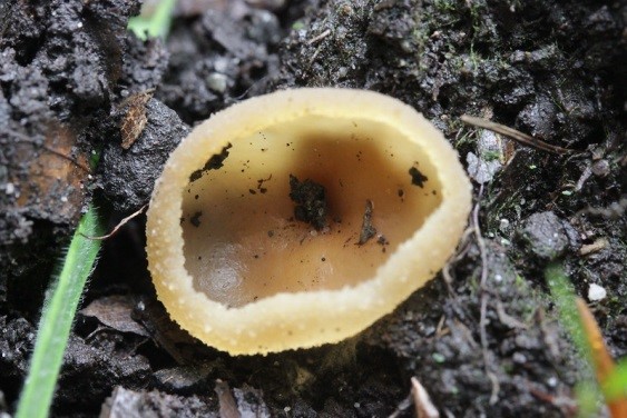 The fruit body of Peziza spp.