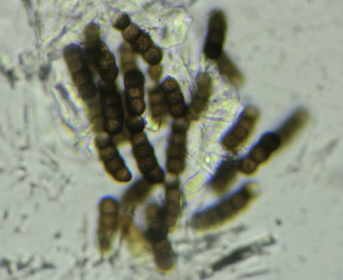 Torula herbarum conidia