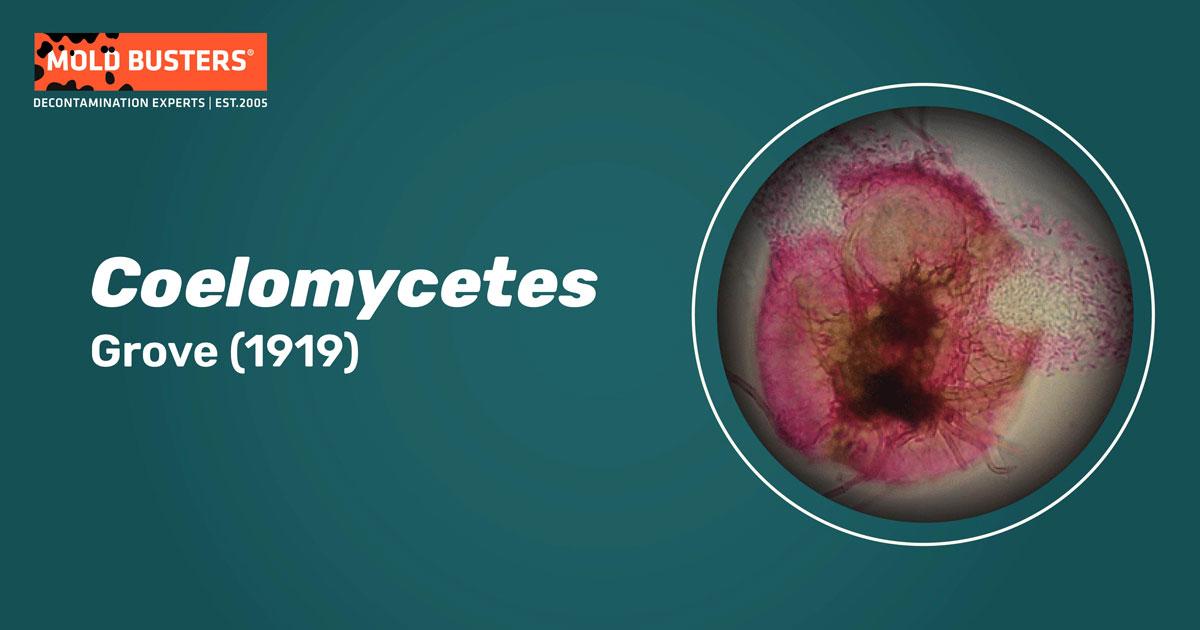 Coelomycetes Coelomycetes