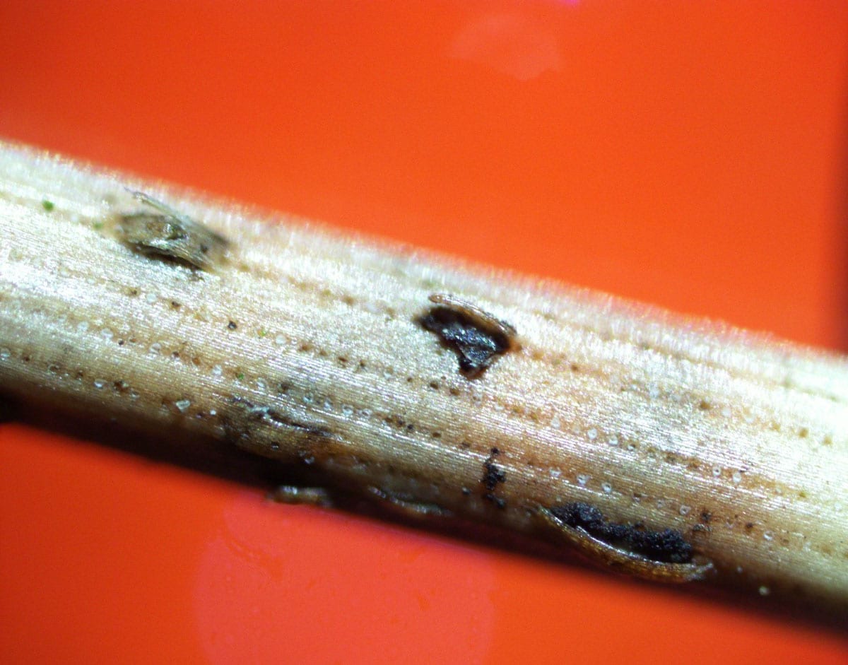dothistroma septosporum acervuli formed on pine needle