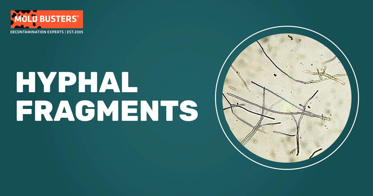 hyphal fragments