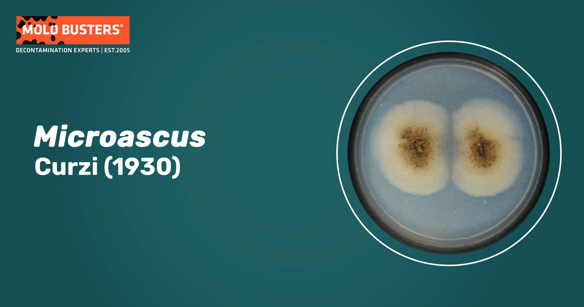 Microascus Microascus