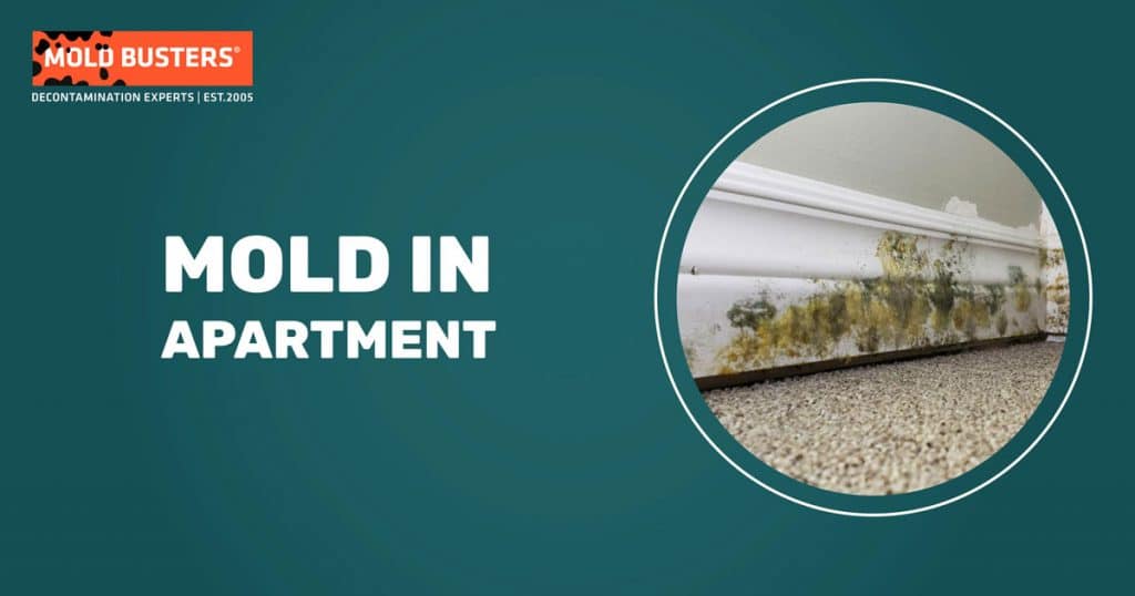 Mold in Apartment Symptoms and What to Do? MoldBusters