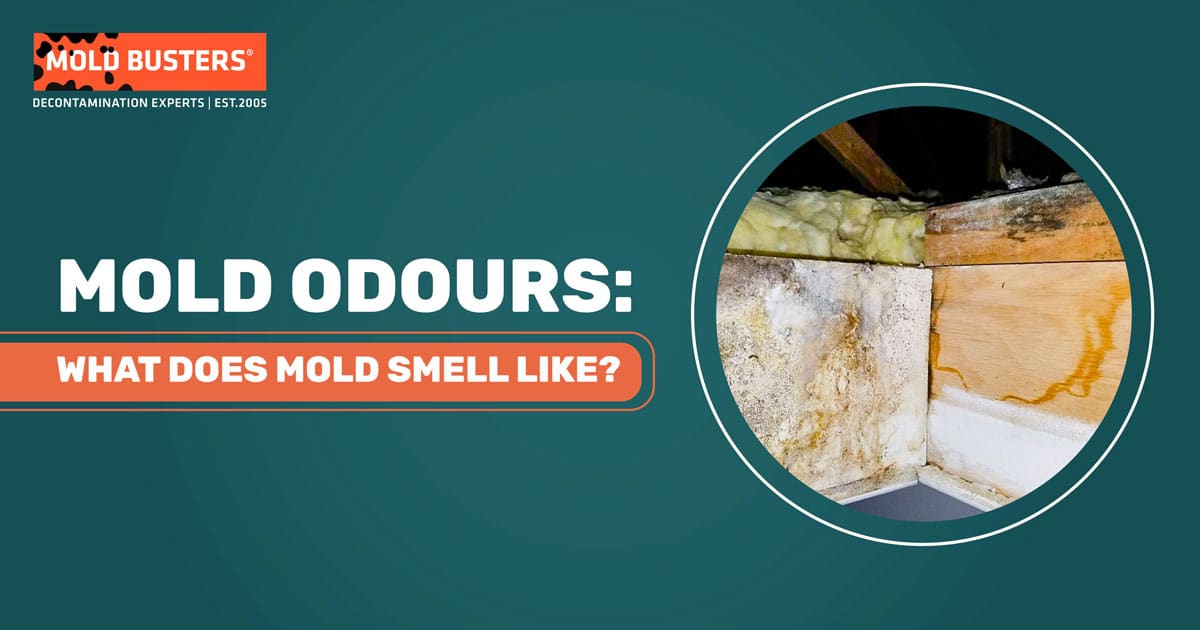 mold odours