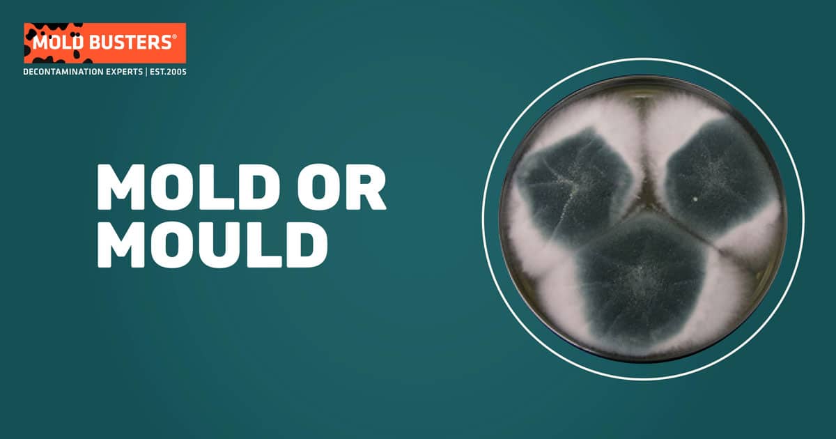 mold or mould