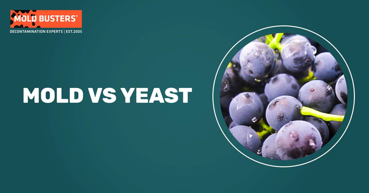 mold vs yeast