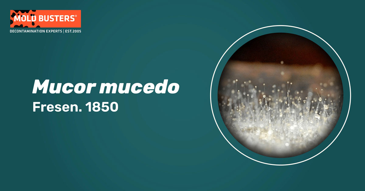 Mucor mucedo Mucor mucedo