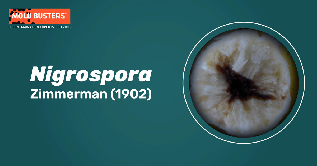 Nigrospora Nigrospora