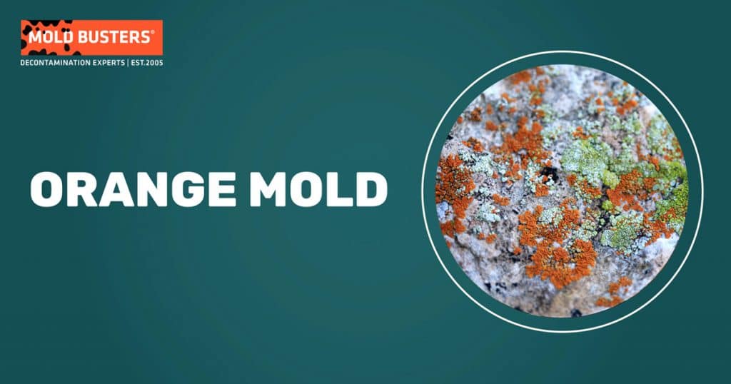 What Is Orange Mold & Is It Dangerous? Orange Mold Facts