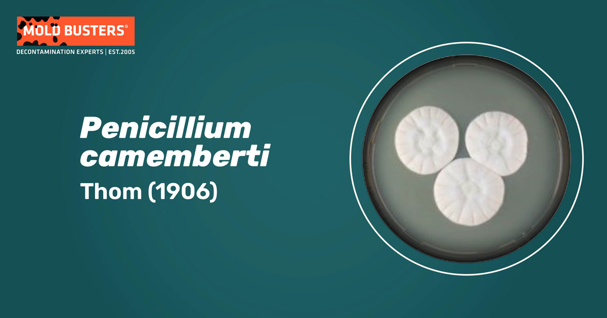 Penicillium camemberti