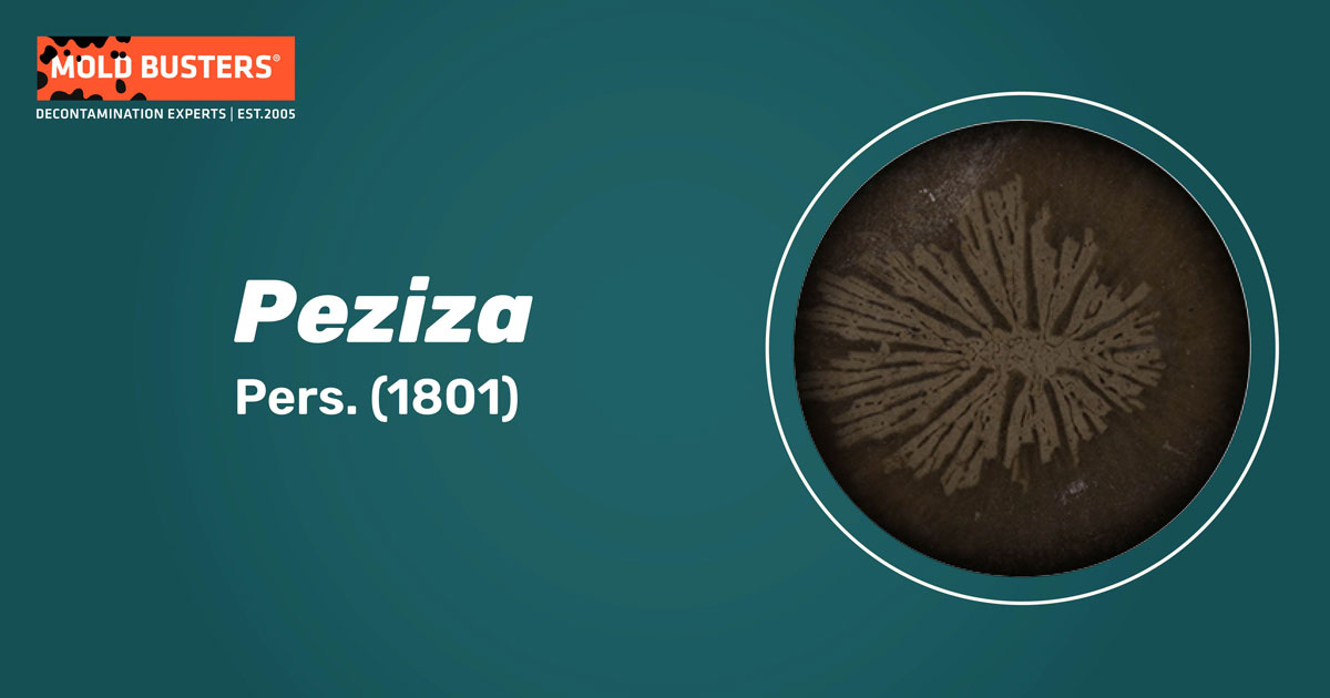 Peziza Peziza