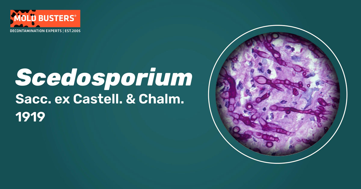 Scedosporium Scedosporium