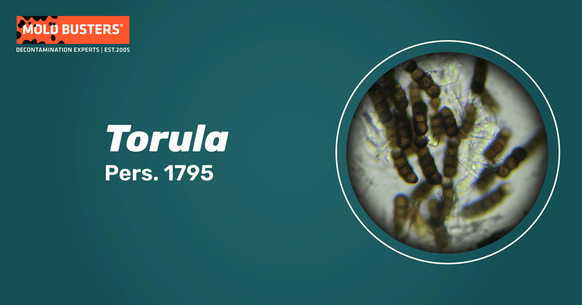 Torula Torula