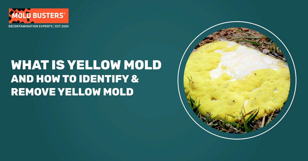 What Is Yellow Mold How To Identify