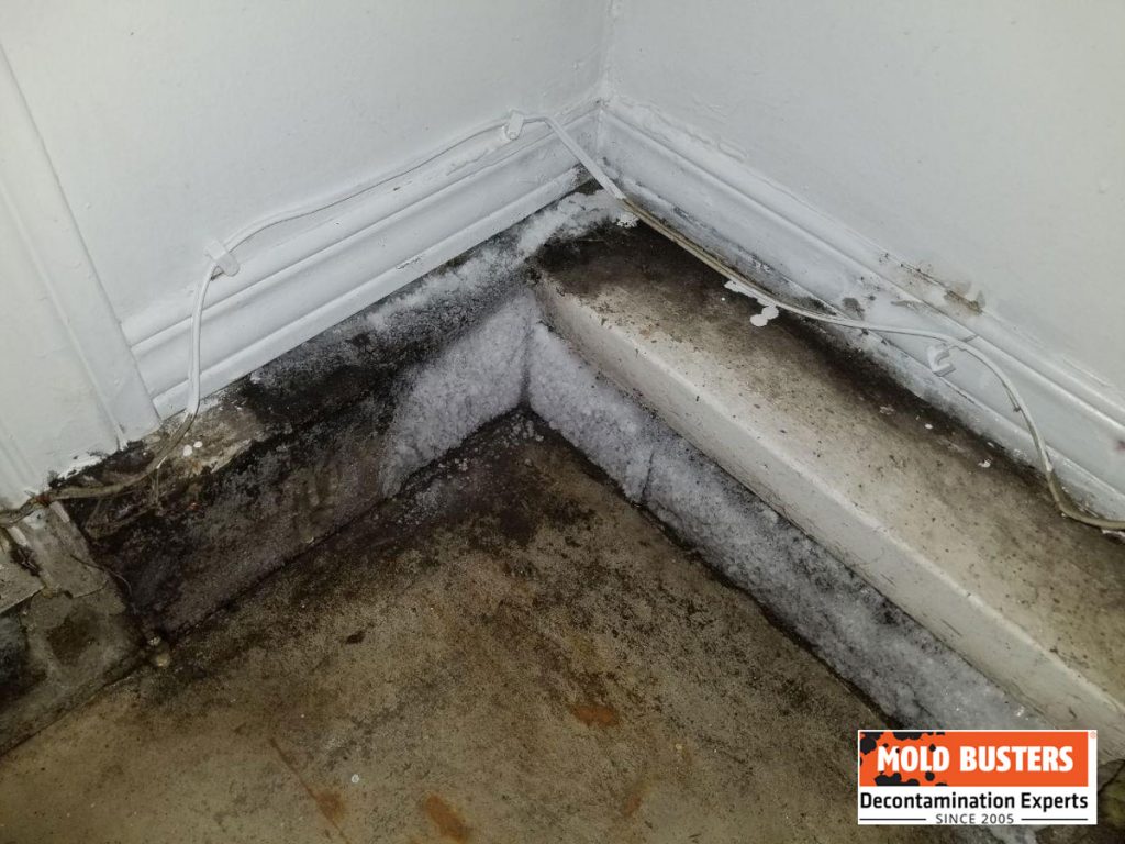 Mold in Garage How to Prevent and How to Get Rid MoldBusters