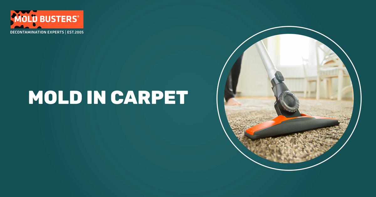 Mold In Carpet Health Risks And Can Old Make You Sick