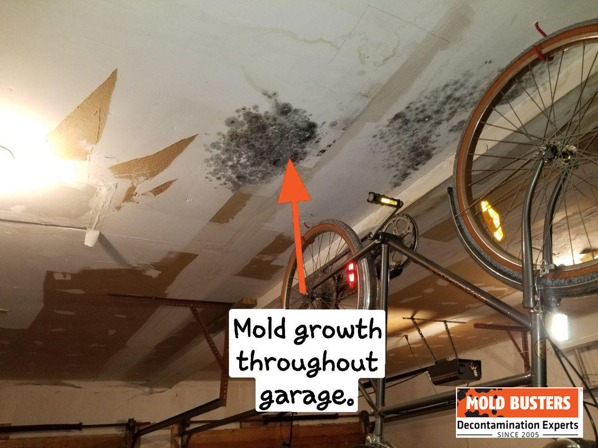 mold on garage ceilings
