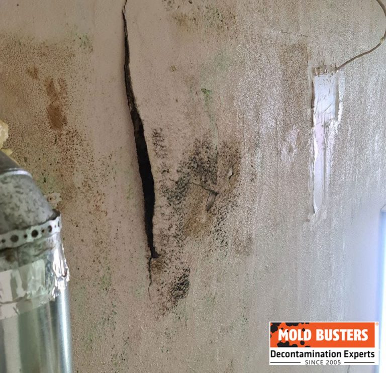 Mold in Garage How to Prevent and How to Get Rid MoldBusters